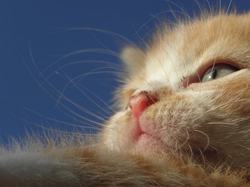 Orange Kitten Face