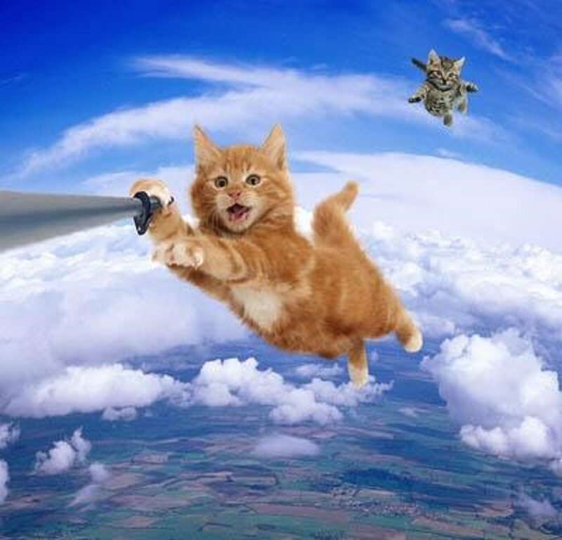 Orange Kitten Flying