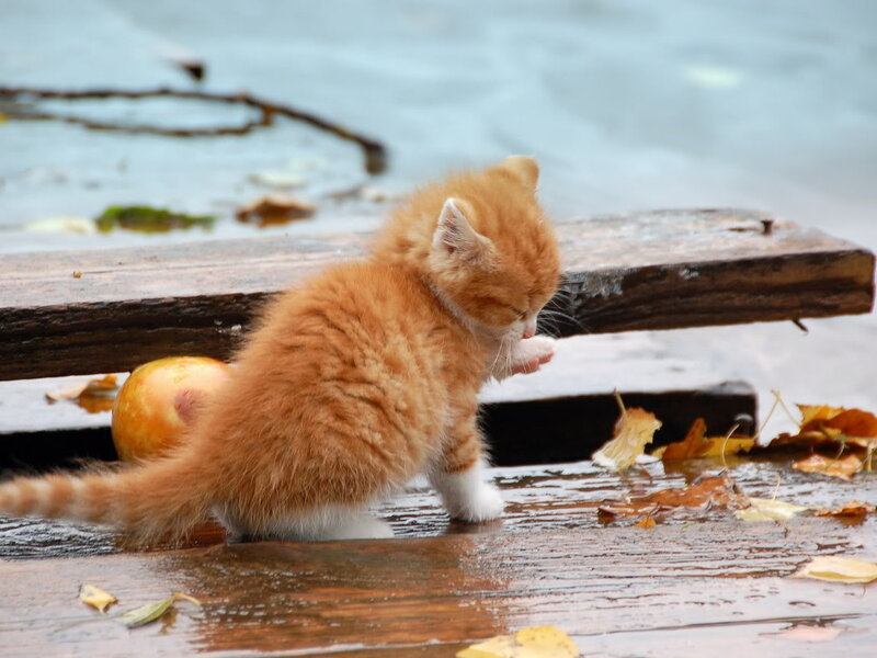 Orange Kitten Grooming — Calm