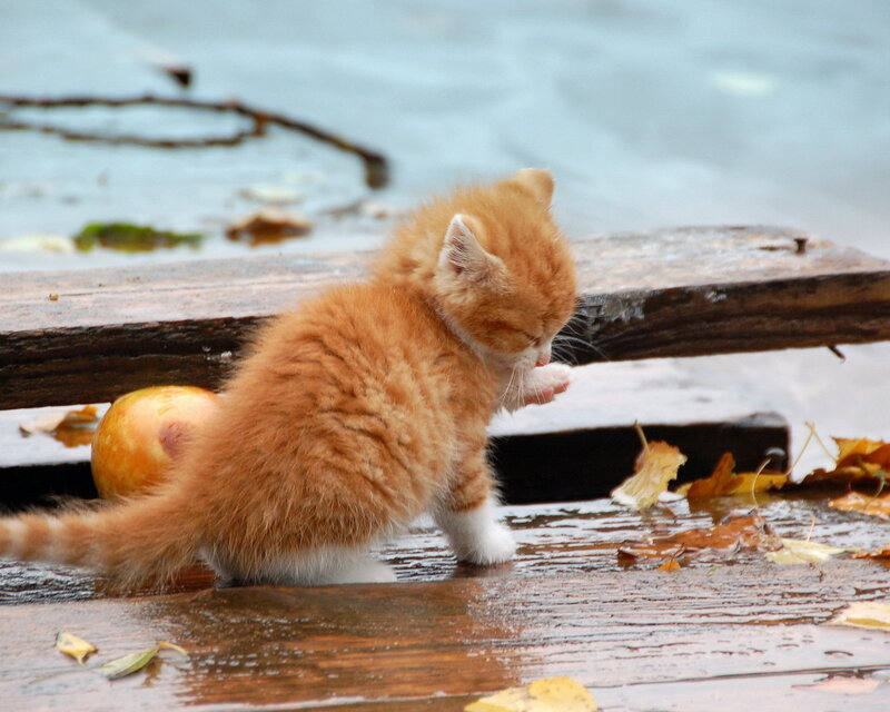 Orange Kitten Grooming