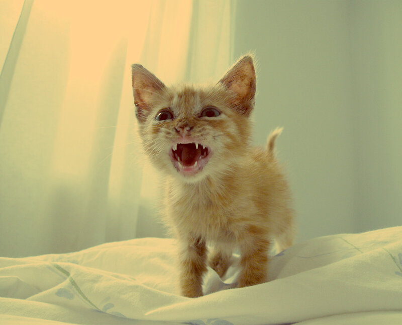 Orange Kitten Hissing
