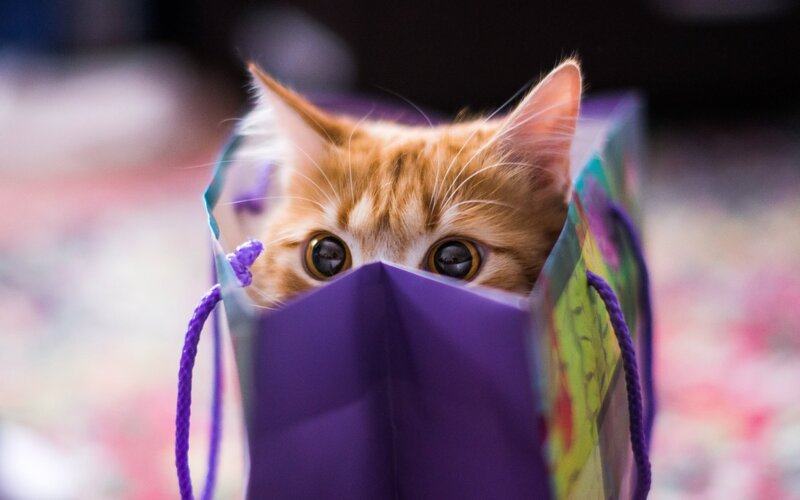 Orange Kitten in Bag — Purple