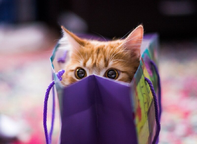 Orange Kitten in Bag