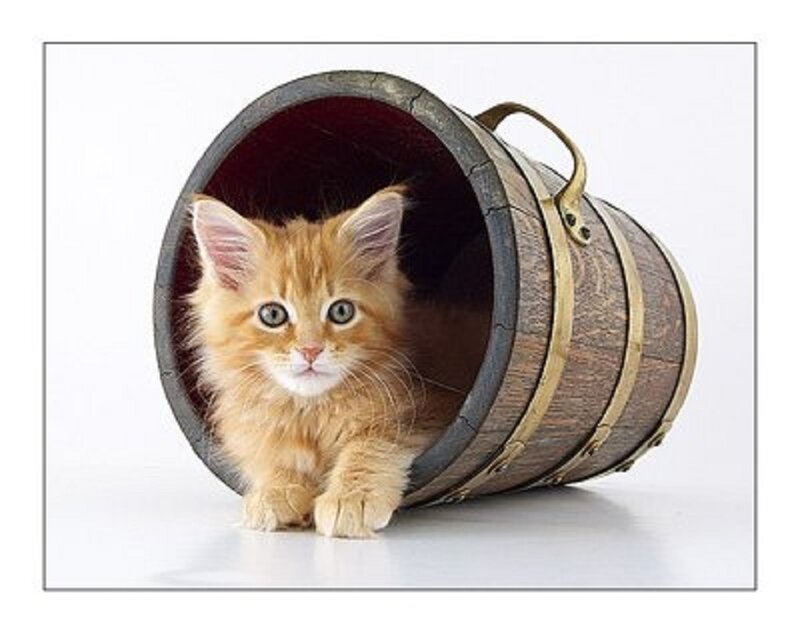 Orange Kitten in Barrel — Innocent