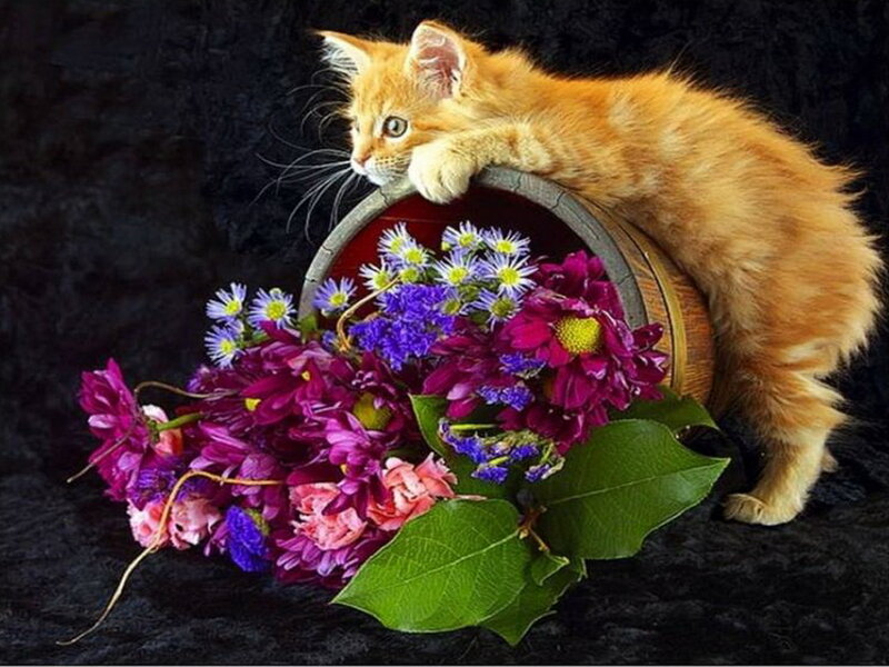Orange Kitten in Barrel