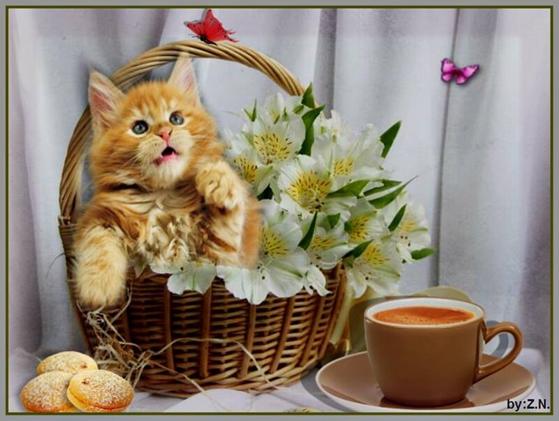 Orange Kitten in Basket — Brown, Calm, Morning