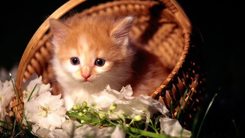 Orange Kitten in Basket — Brown, Calm, Photograph