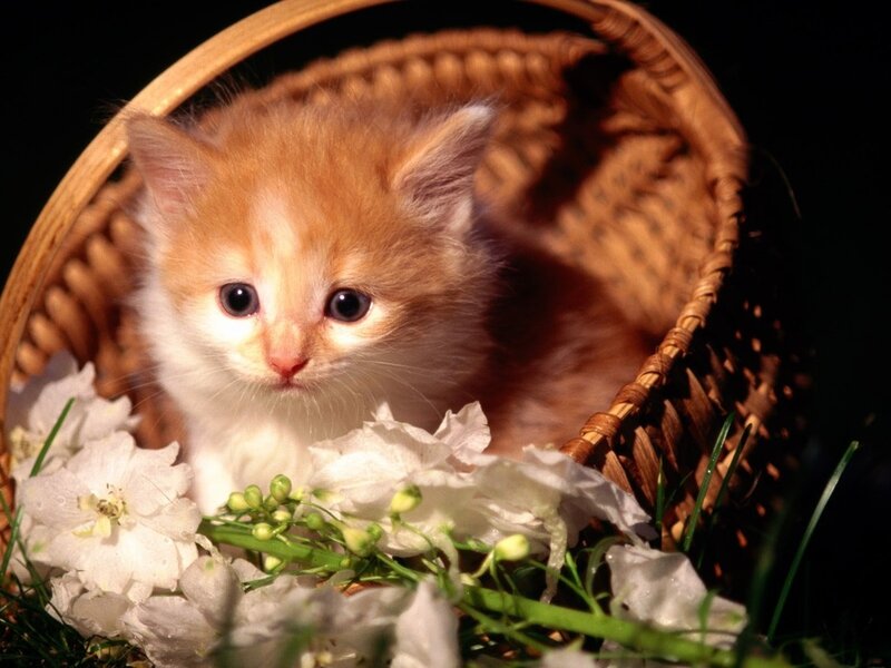 Orange Kitten in Basket — Brown, Calm