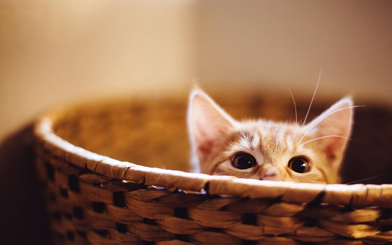 Orange Kitten in Basket — Brown, Curious, Photograph, Cat