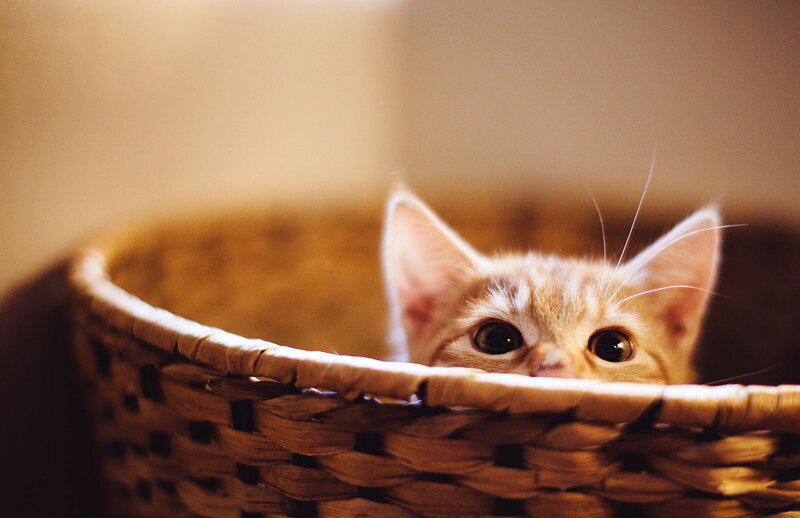 Orange Kitten in Basket — Brown, Curious, Photograph