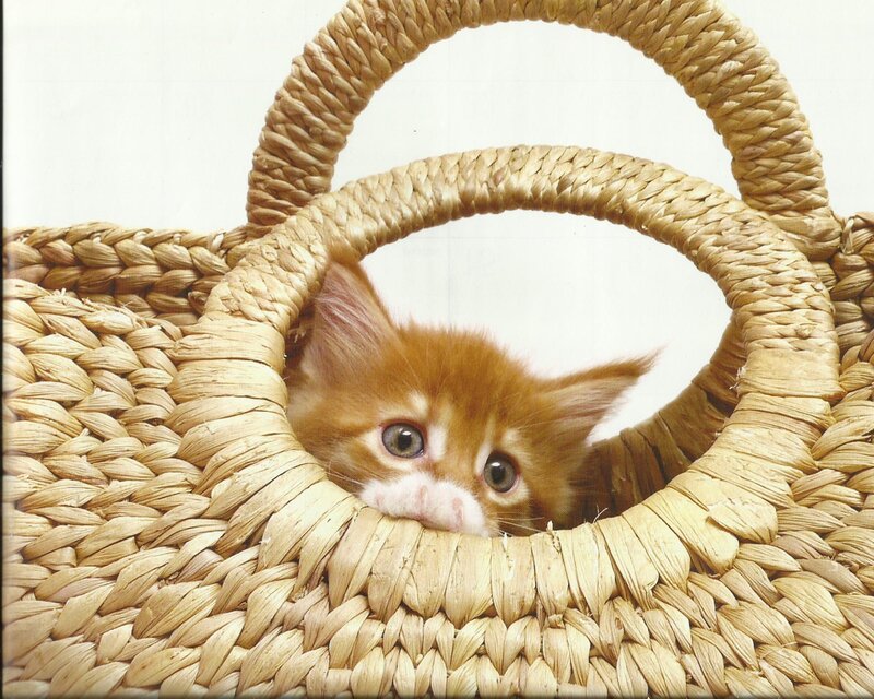 Orange Kitten in Basket — Brown, Curious