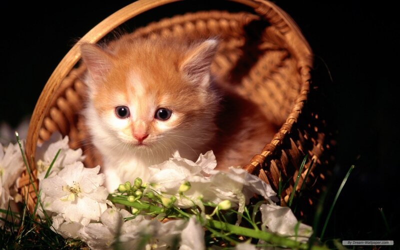 Orange Kitten in Basket — Brown