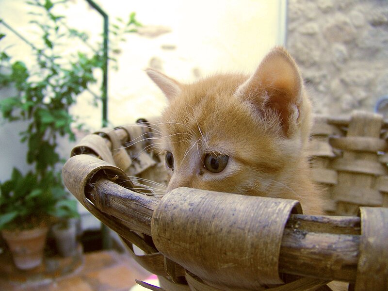 Orange Kitten in Basket — Calm, Afternoon