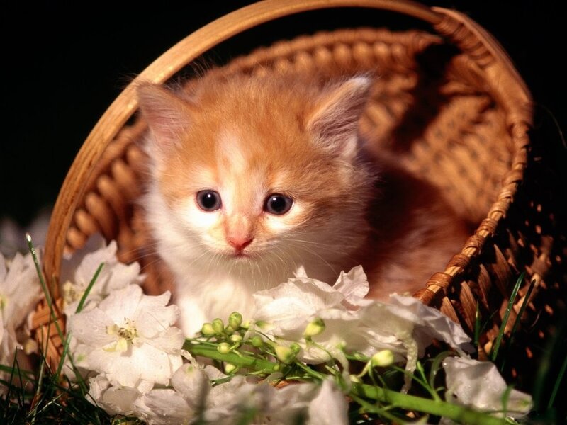Orange Kitten in Basket — Calm, Photograph, Flowers