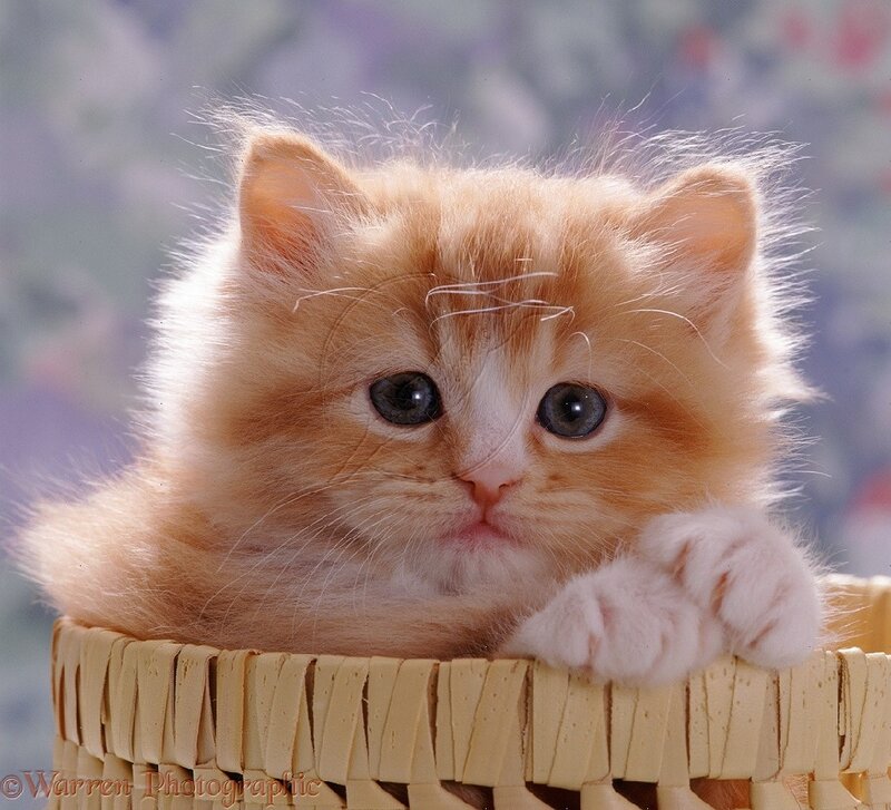 Orange Kitten in Basket — Calm, Photograph, Paws