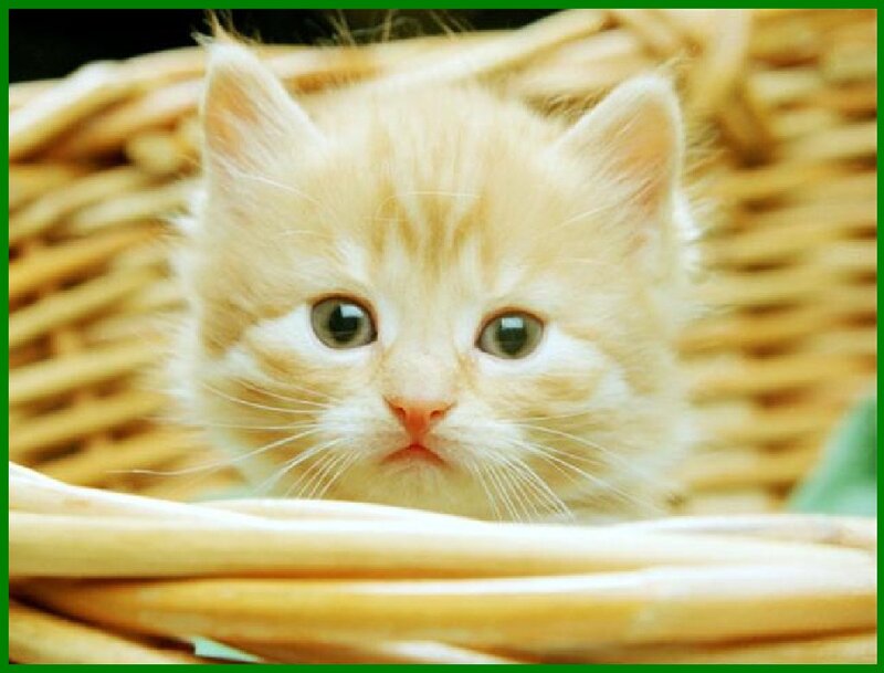 Orange Kitten in Basket — Calm, Photograph