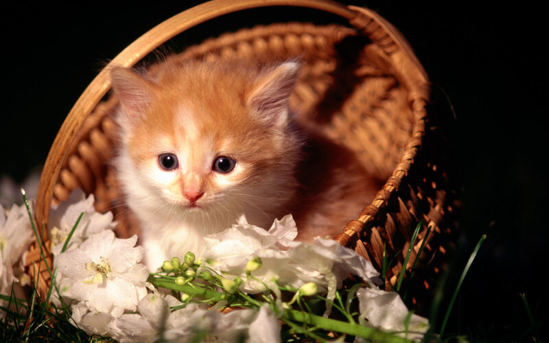 Orange Kitten in Basket — Calm