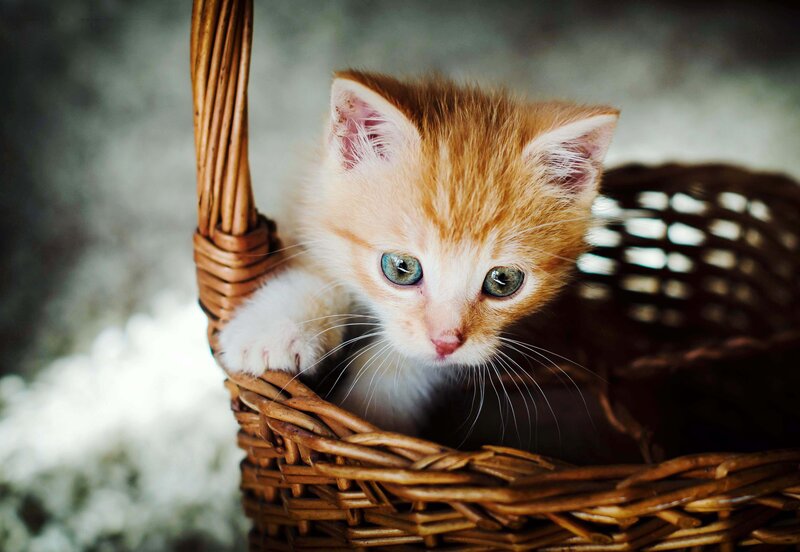 Orange Kitten in Basket — Curious