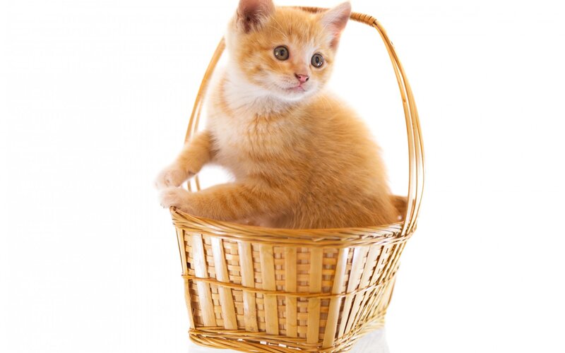 Orange Kitten in Basket — Innocent