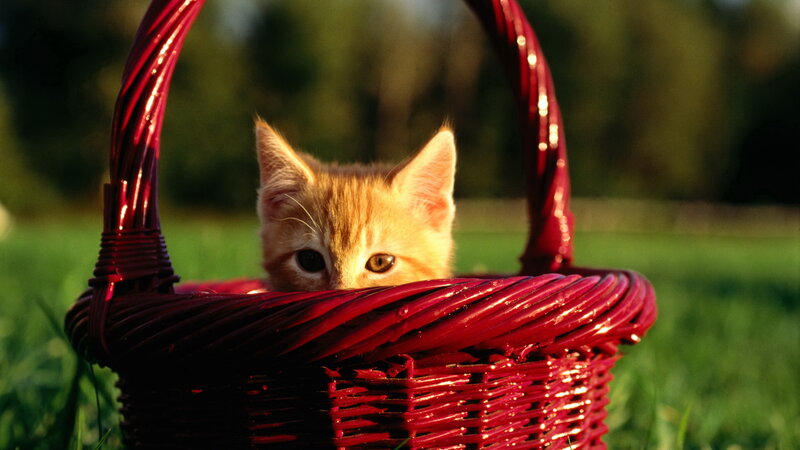 Orange Kitten in Basket — Red, Serene, Sunset