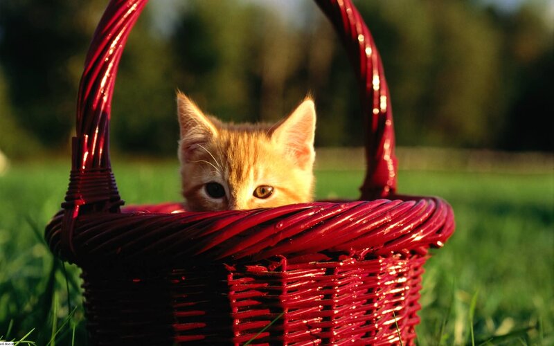 Orange Kitten in Basket — Red, Serene