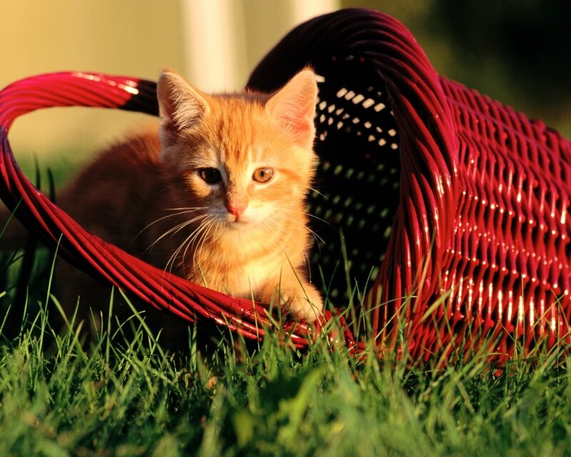Orange Kitten in Basket — Red