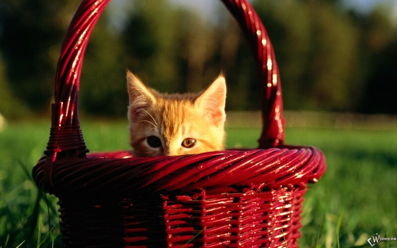 Orange Kitten in Basket