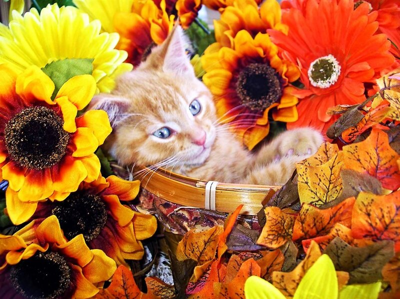 Orange Kitten in Basket — Yellow