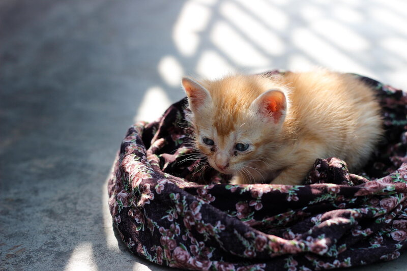 Orange Kitten in Blanket — Calm
