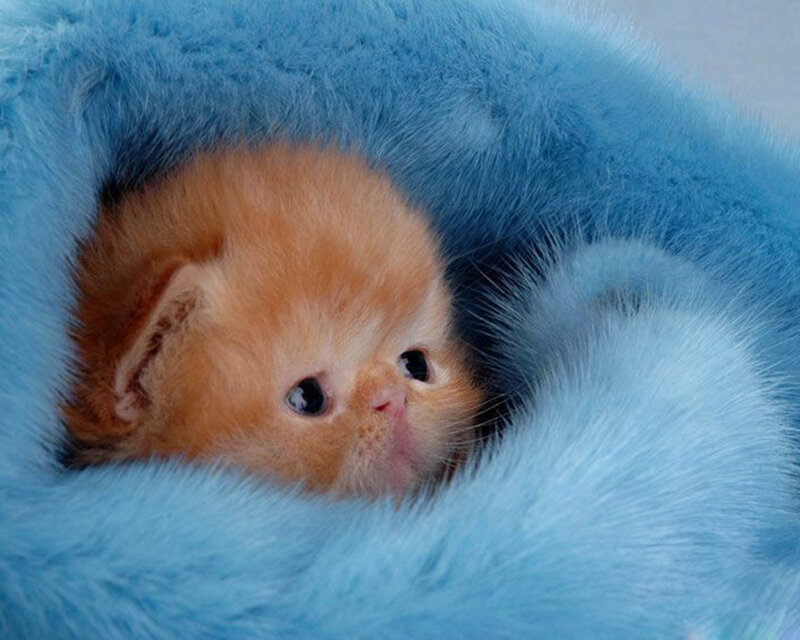 Orange Kitten in Blanket