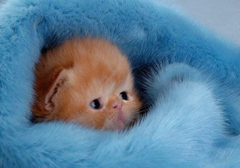 Orange Kitten in Blue Blanket