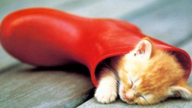 Orange Kitten in Boot — Red, Peaceful