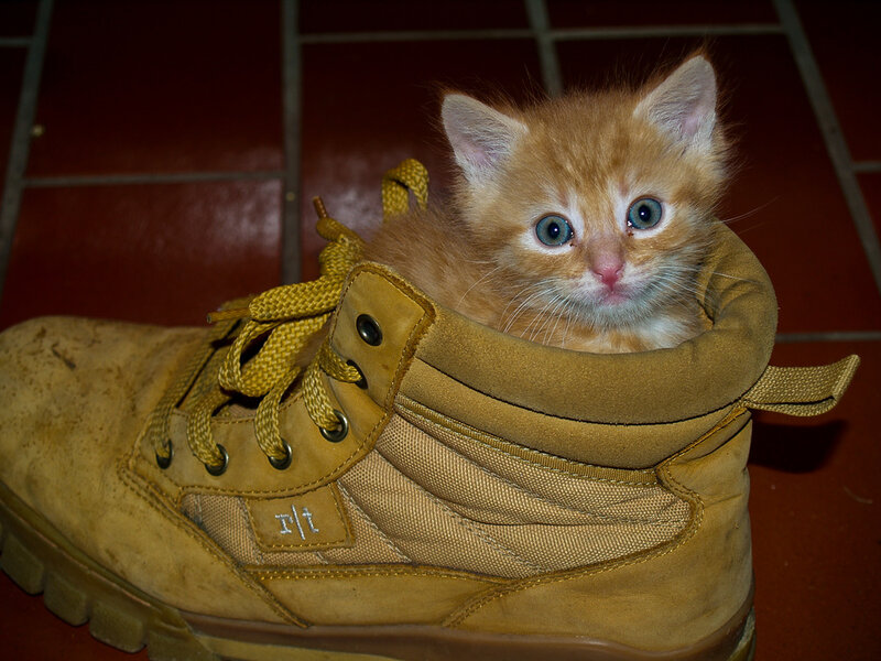 Orange Kitten in Boot