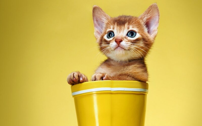 Orange Kitten in Boot — Yellow, Playful, Photograph