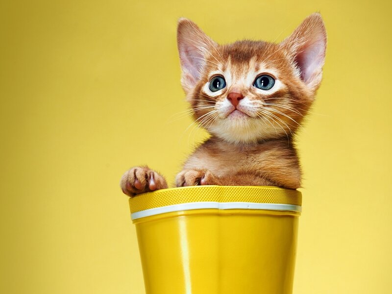 Orange Kitten in Boot — Yellow, Playful