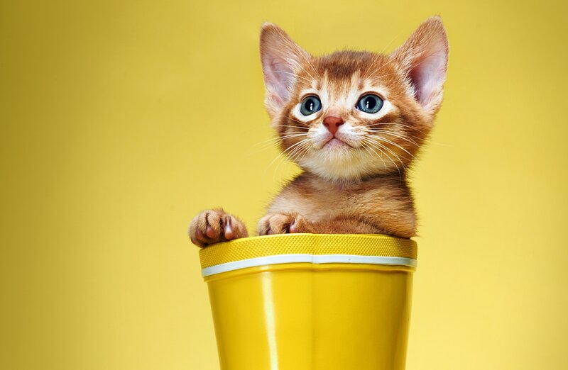 Orange Kitten in Boot — Yellow