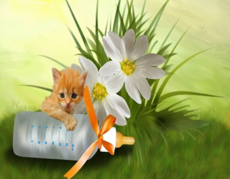 Orange Kitten in Bottle