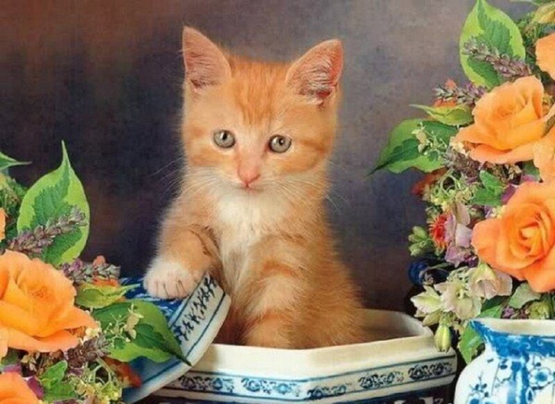 Orange Kitten in Bowl — Calm, Photograph