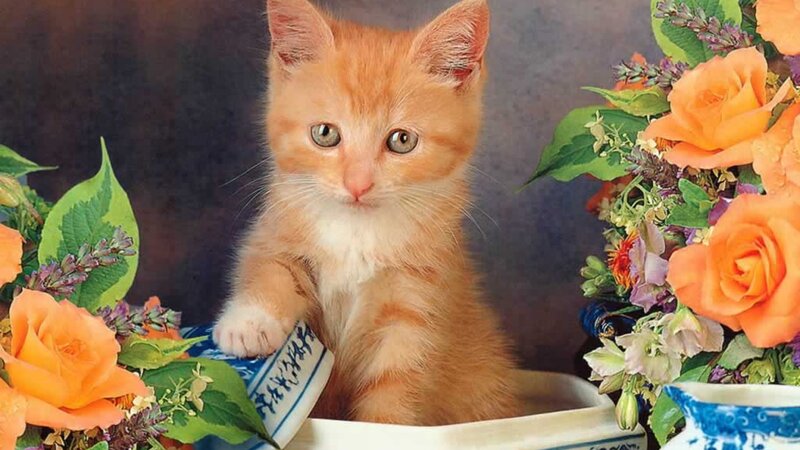 Orange Kitten in Bowl — Calm