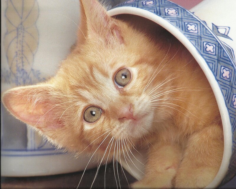 Orange Kitten in Bowl — Curious
