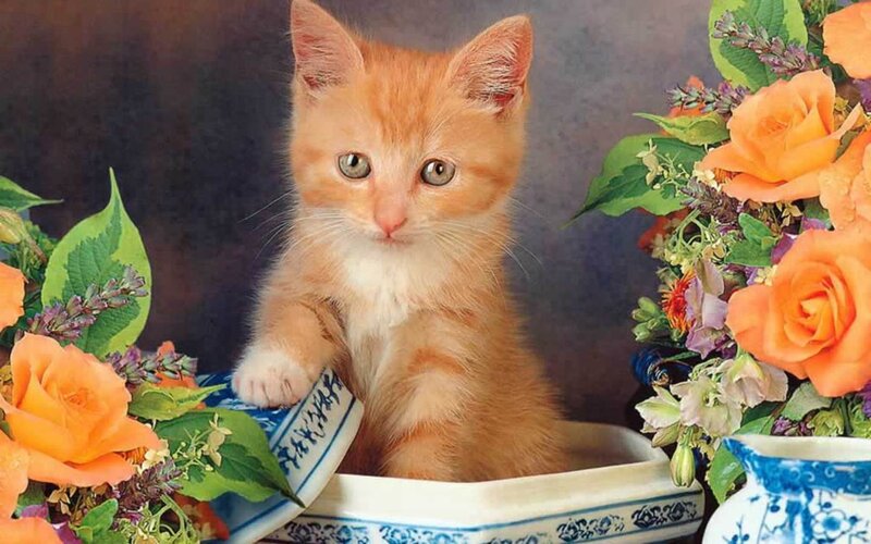 Orange Kitten in Bowl