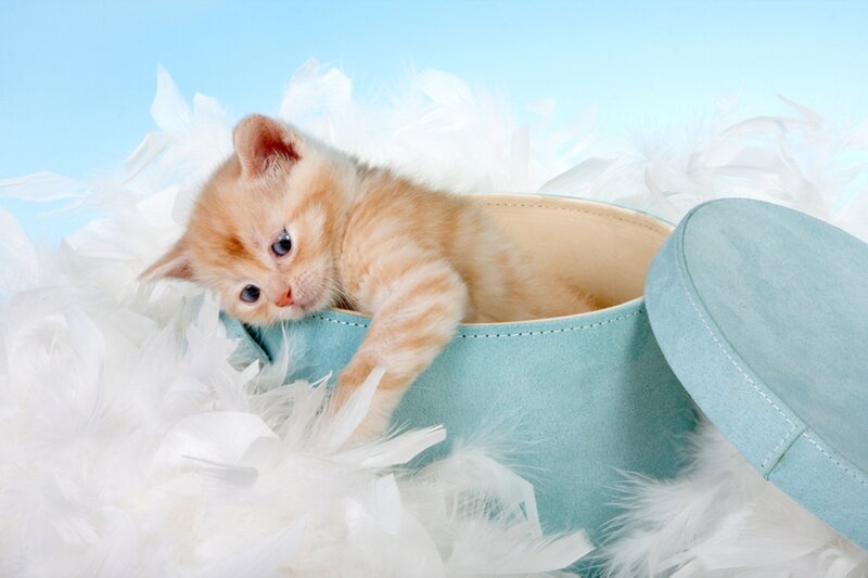 Orange Kitten in Box — Blue