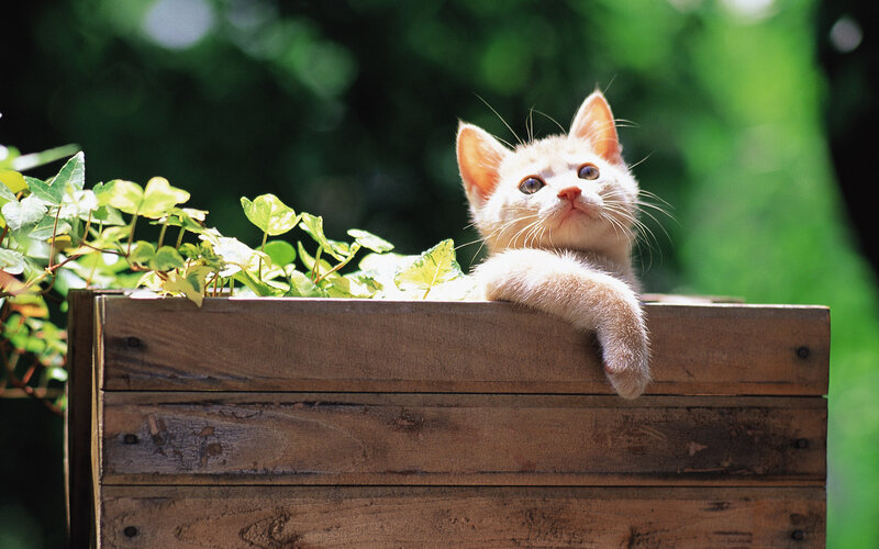 Orange Kitten in Box — Brown, Calm