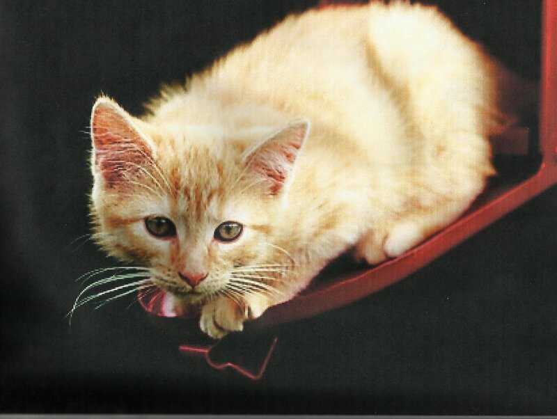 Orange Kitten in Box — Calm, Photograph