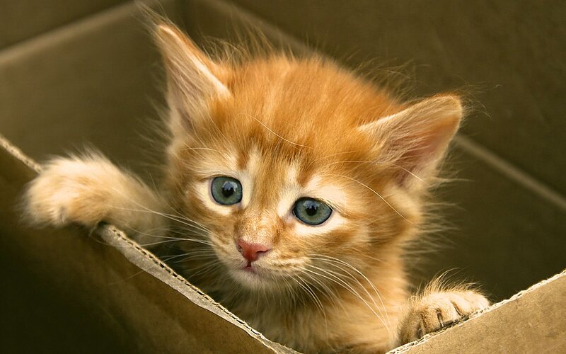 Orange Kitten in Box — Curious