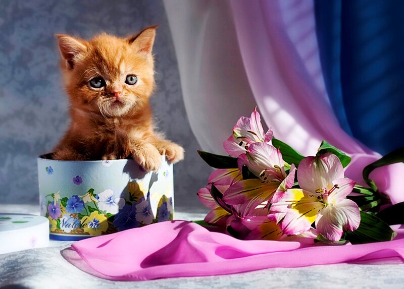 Orange Kitten in Box — Pink