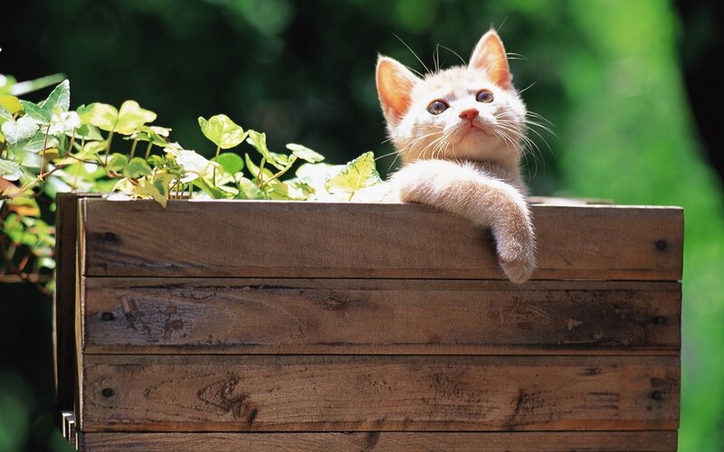 Orange Kitten in Box