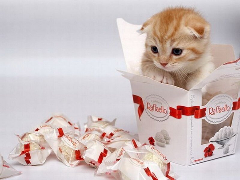 Orange Kitten in Box — White, Innocent, Photograph