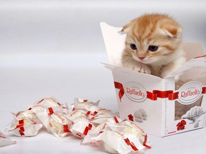 Orange Kitten in Box — White, Innocent