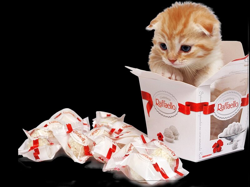 Orange Kitten in Box — White, Playful